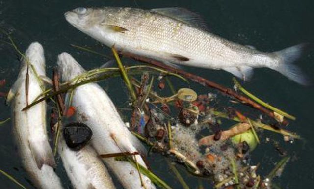 Погибшая рыба в Финском заливе
