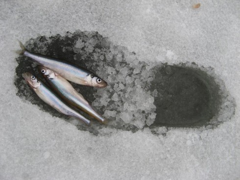 Рыба на льду